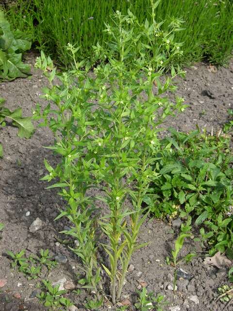 Lithospermum (rights holder: N Sloth)