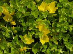 Image of yellow loosestrife