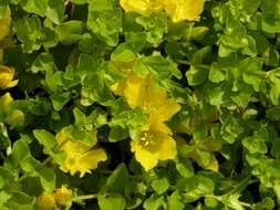 Image of yellow loosestrife