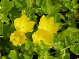 Image of yellow loosestrife