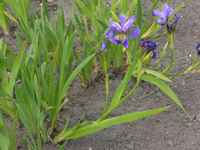 Iris spuria L. resmi