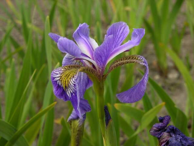 Iris spuria L. resmi