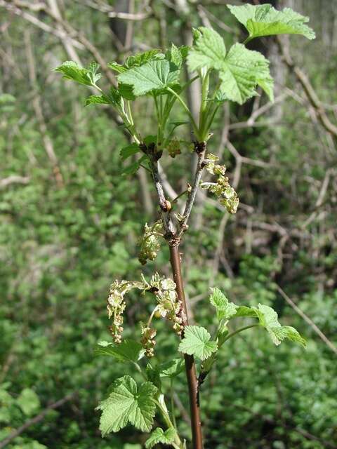 Image of Downy Currant