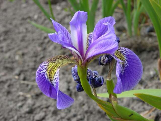 Iris spuria L. resmi