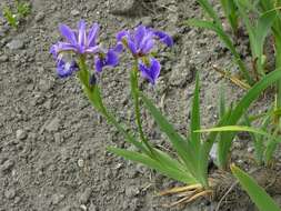 Iris spuria L. resmi