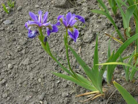 Image of Blue Iris