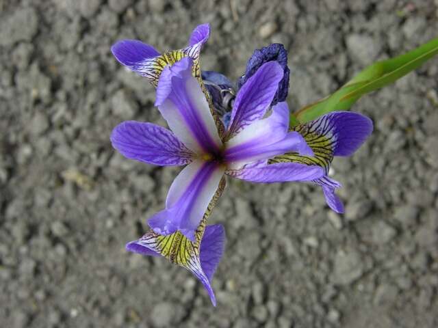 Iris spuria L. resmi