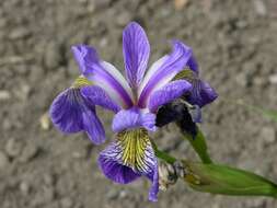 Iris spuria L. resmi