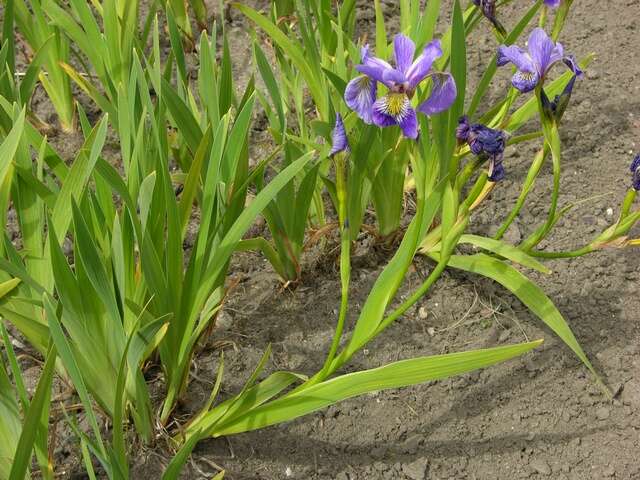 Iris spuria L. resmi