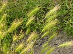 Hordeum resmi