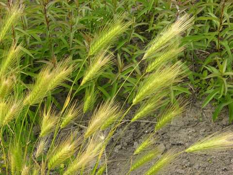 Image of barley