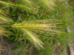 Hordeum resmi