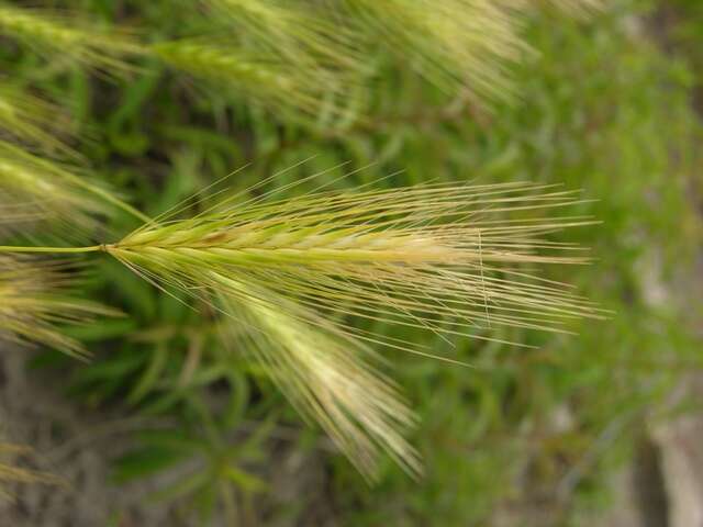 Hordeum resmi