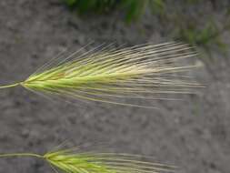 Hordeum resmi