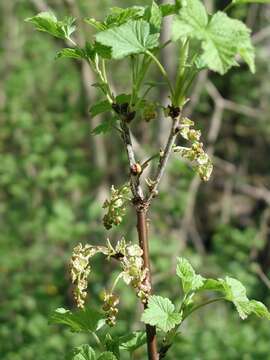 Imagem de Ribes spicatum Robson