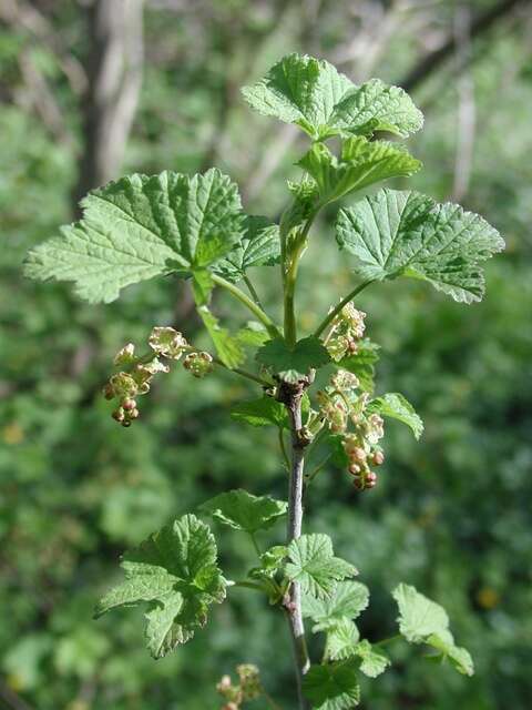 Image of Ribes spicatum Robson