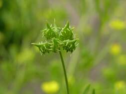 Image of corn buttercup