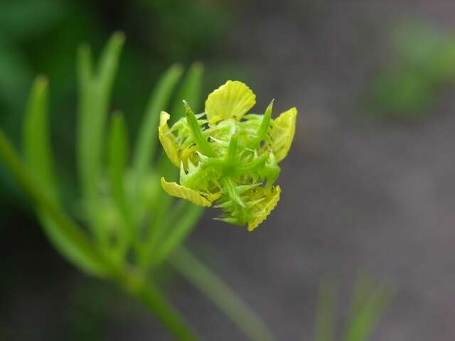 Image of corn buttercup