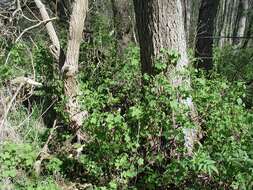 Image of Ribes spicatum Robson