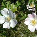 Image of glaucous dog rose