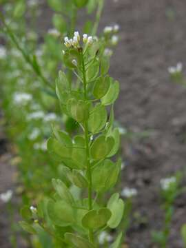 Image of Penny-cress