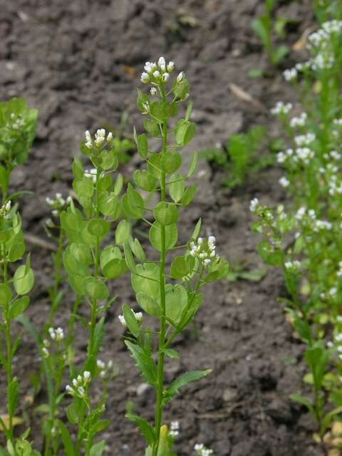 Image of Penny-cress