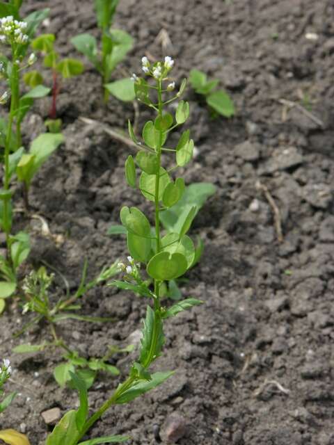 Image of Penny-cress