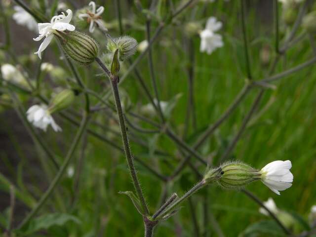 Plancia ëd Silene latifolia Poir.