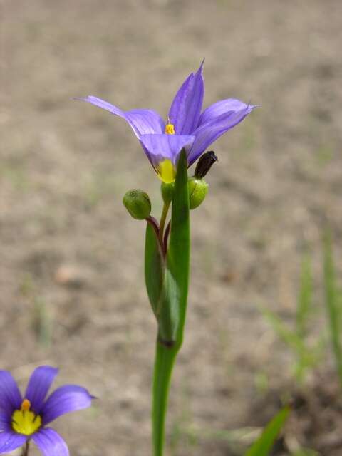 Image of Blue-eyed grass