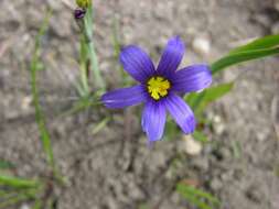 Image of Blue-eyed grass