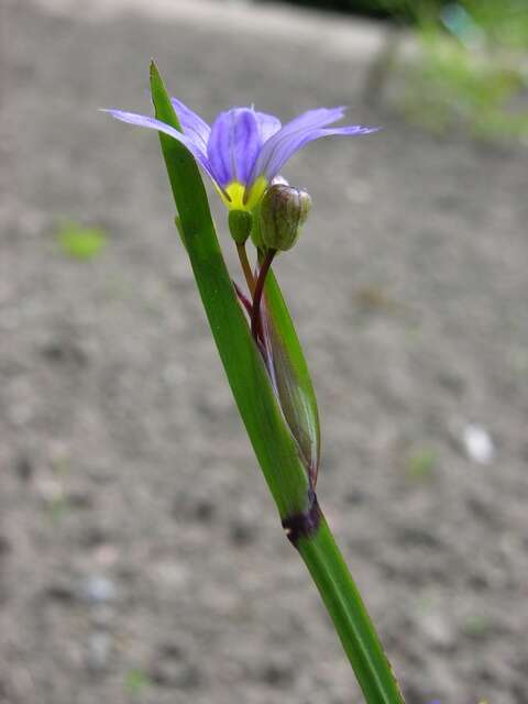 Image of Blue-eyed grass