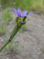 Image of Blue-eyed grass