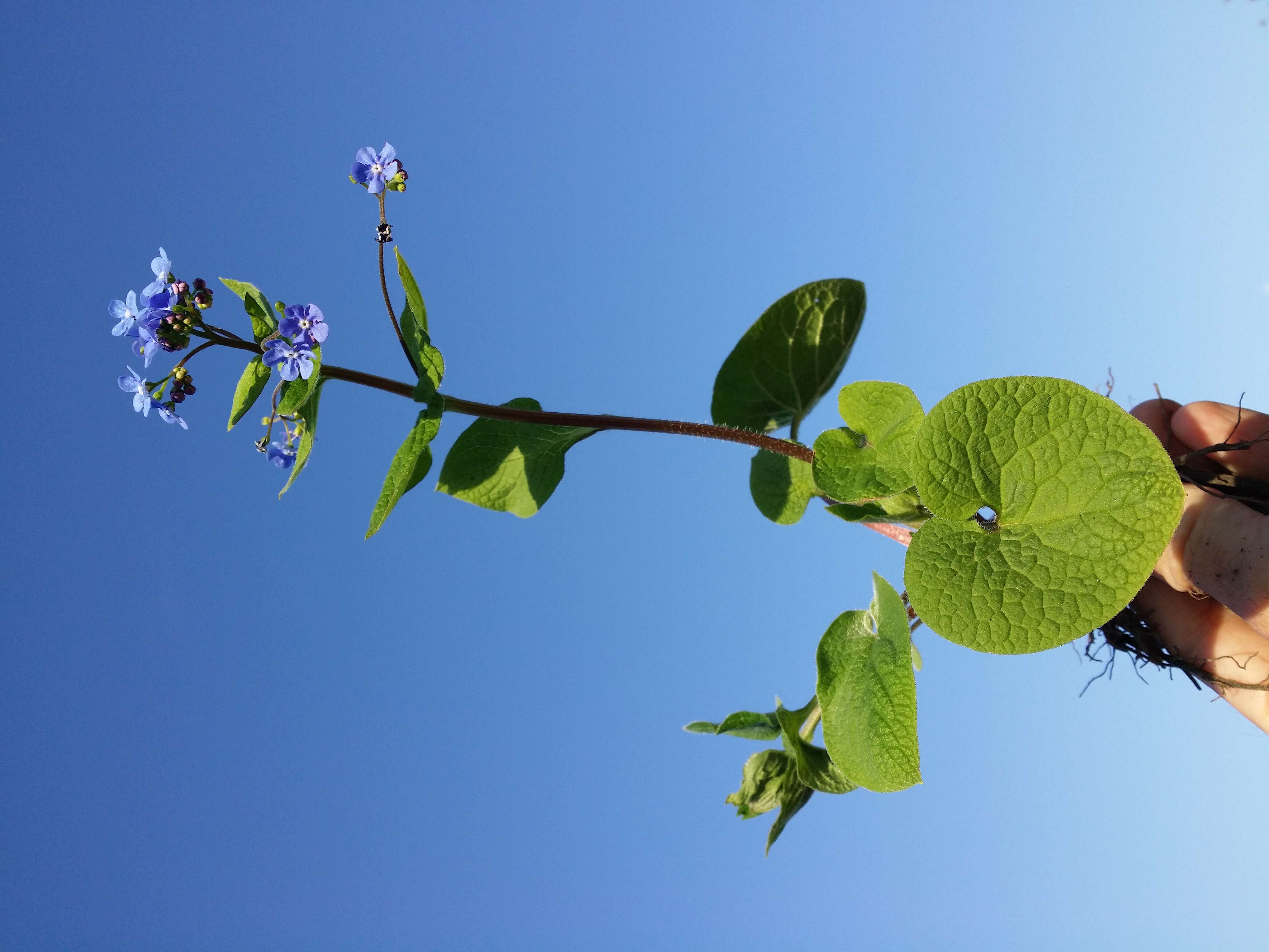 Plancia ëd Brunnera macrophylla (Adams) I. M. Johnst.