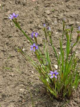 Image of Blue-eyed grass