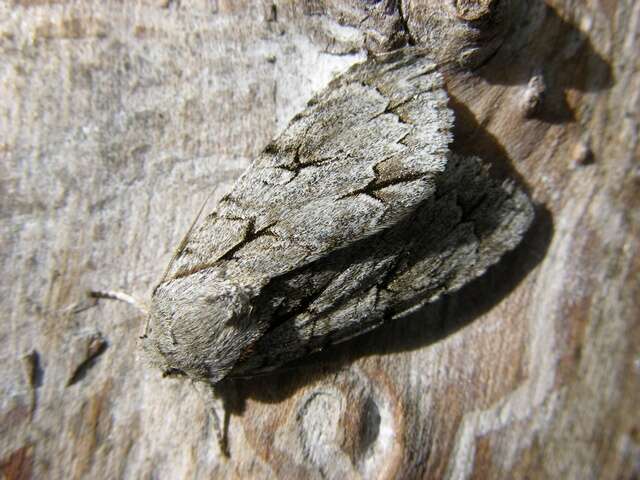 Image of Dagger Moths