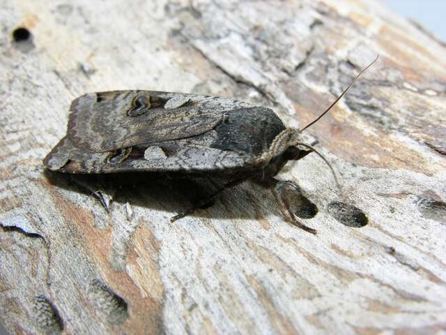 Image of Yellow Underwings