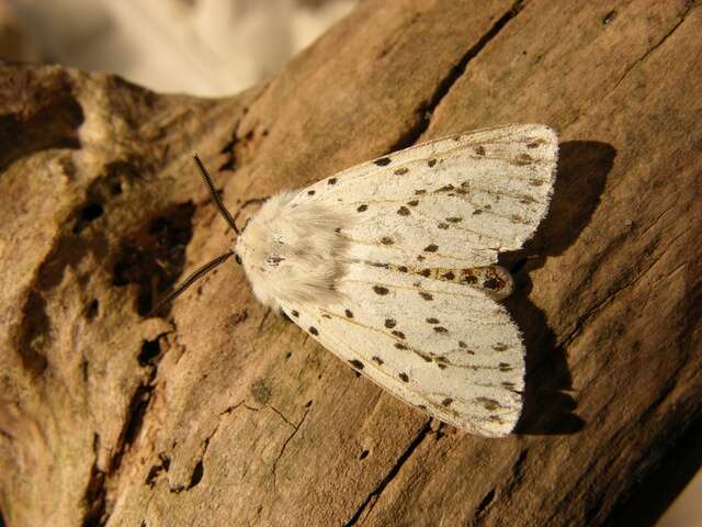 Image of white ermine