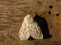 Image of white ermine