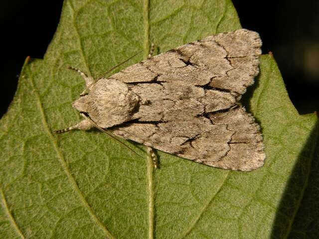 Image of Dagger Moths