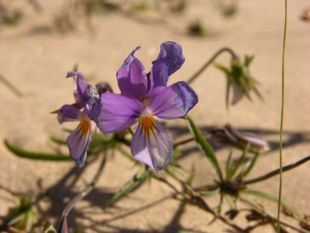 Image of Viola tricolor subsp. curtisii (E. Forster) Syme