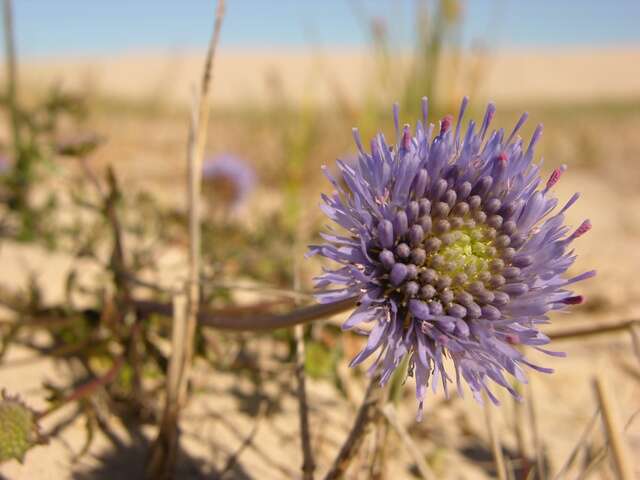 Image of jasione