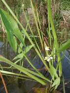 Sagittaria Grandori 1934 resmi