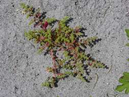 Image of rupturewort