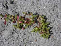 Image of rupturewort