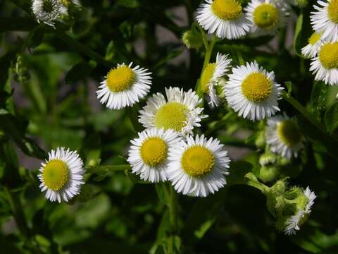 Image of fleabane