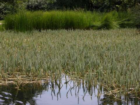 Image of Mare's Tail