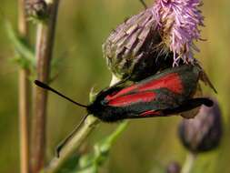 Image of <i>Zygaena minos</i>