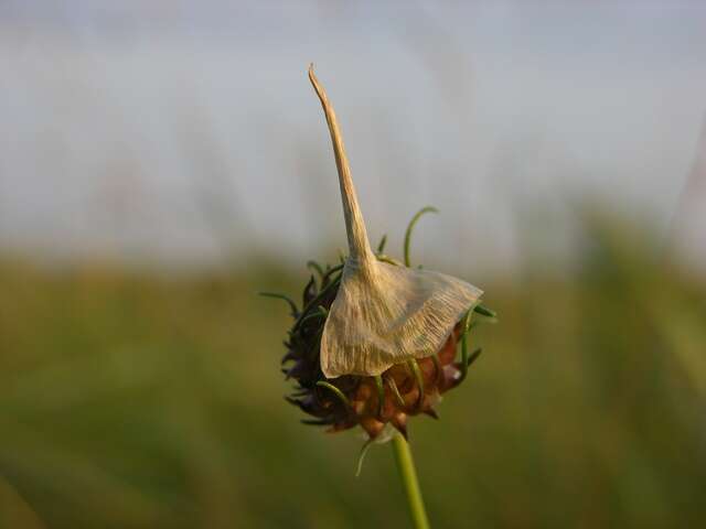 Allium vineale L. resmi