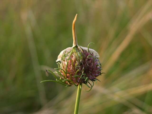 Allium vineale L. resmi