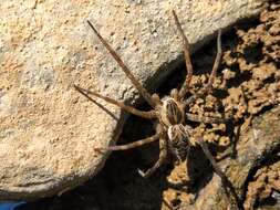 Plancia ëd Dolomedes scriptus Hentz 1845